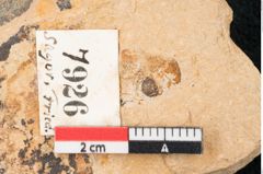 Foto (Detailansicht) von Santalum acheronticum Ettingshausen (NHMW-GEO-2024-0188-7926)